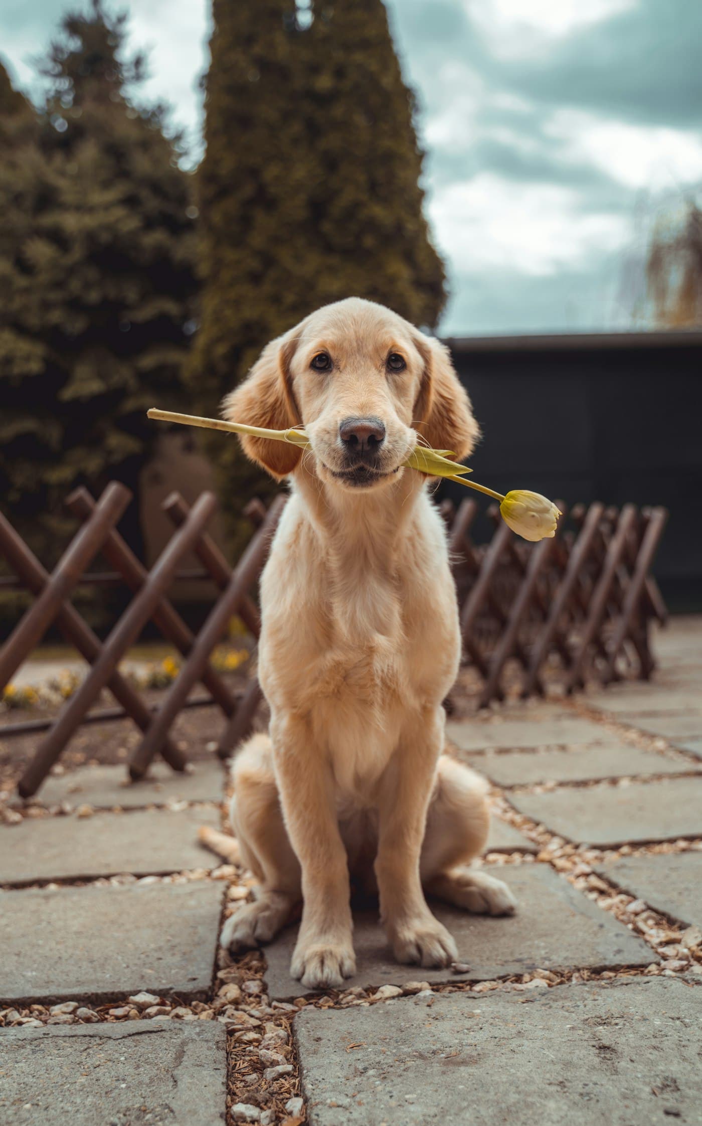Golden retriever puppy holding a tulip in its mouth